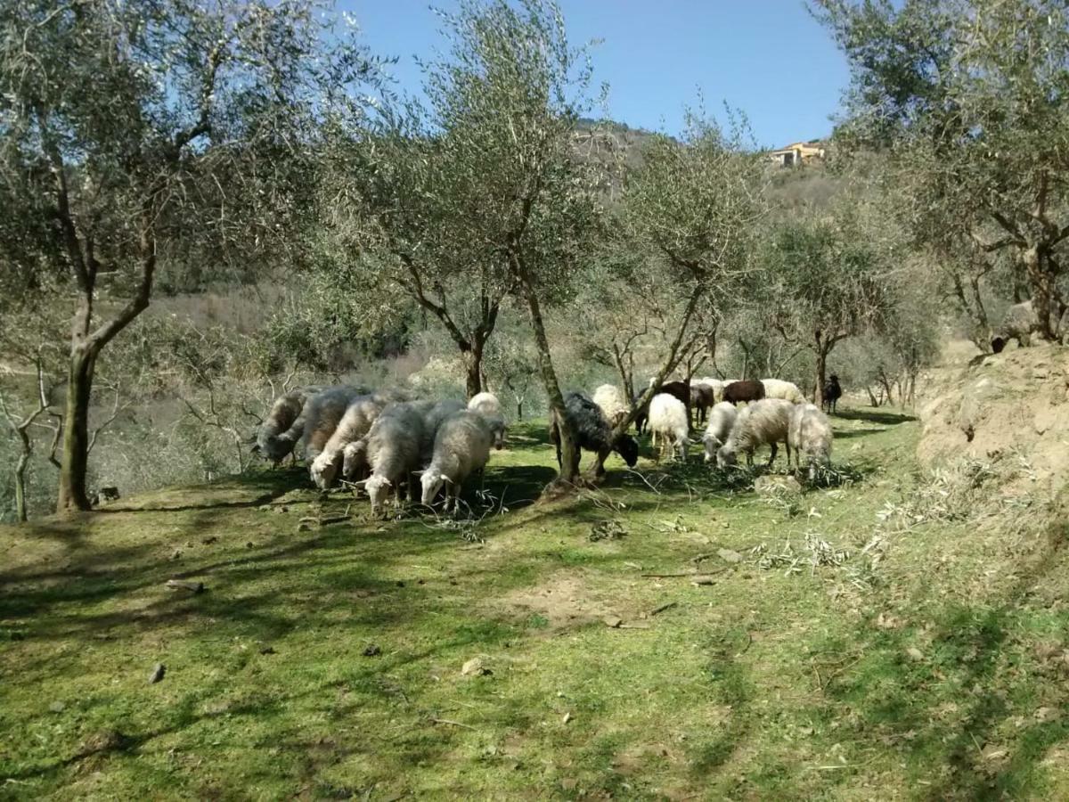 Agriturismo Borgo Mocale Castelfranco di Sopra エクステリア 写真
